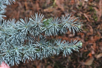 Cedrus atlantica - cedr atlaský - konec větévky